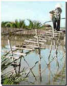 Mekong