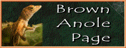 BrownAnolePage